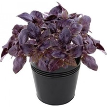 Taber Mor Reyhan Tohumu 1 Paket (Ort. 100 Tohum)