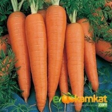 Taber Havuç ( Nantes) Tohumu 25 gr Paket