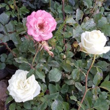 Taber Aşılı Kokulu Gül Fidanı, Torbada