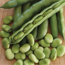 Taber Doğal Erkenci Sakız Bakla Tohumu (50 Gram)