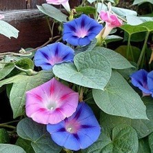 Taber Sarmaşık  Çiçeği Tohumu 1 Paket (50 Adet)