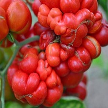 Taber Bol Yavrulu Woyage Domates Tohumu (15 Tohum)