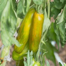 Taber Lange Aermer Uzun Domates Tohumu (15 Tohum)