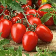 Taber 5 Adet Rio Grande Sofralık Salçalık Domates Fidesi