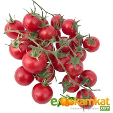 Taber Cherry (Pinpon) Domates Tohumu 250 Adet
