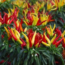 Taber Karışık Süs Biberi Tohumu 5 gr Paket