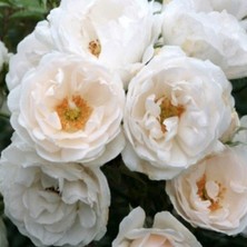 Taber Tüplü Aşılı Hella Beyaz Kokulu Sarmaşık Gül Fidanı