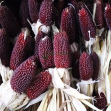 Taber Çilek Kırmızısı Mısır Tohumu (10 Tohum)