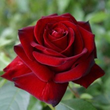 Taber Tüplü ve Aşılı Kırmızı Gül Fidanı (Kökü 3 Yaş)