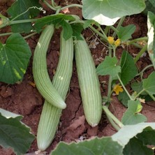 Taber Hita Acur Tohumu (150 Tohum)