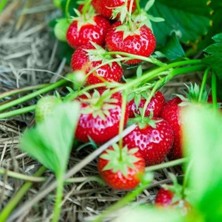 Taber Tüplü Rubigem Çilek Fidesi (1 Adet)