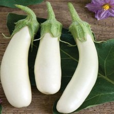 Taber Casper Long Patlıcan Tohumu (15 Tohum)