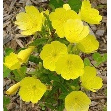 Taber Sarı Ezan Çiçeği Tohumu 1 Paket (100 Adet)