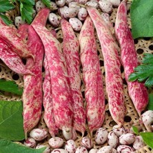 Taber Oturak Barbunya Tohumu 25 gr Paket