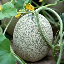 Taber Hıdır Kavun Tohumu (4 Gram)