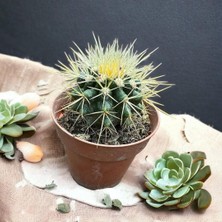 Taber Echinocactus Grusonii - Altın Fıçı Kaktüsü (8 Lik Saksıda)
