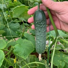 Taber Doğal Dikenli Hıyar Tohumu (20 Tohum)