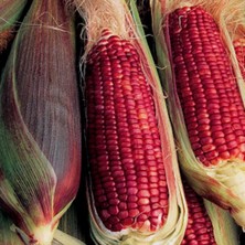 Taber Doğal Kırmızı Ruby Mısır Tohumu (10 Tohum)