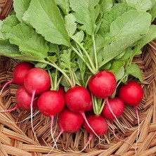 Taber Fındık Turp Tohumu 10 gr Paket