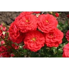 Taber Tüplü Aşılı Zwergenfee 09 Yediveren Gül Fidanı