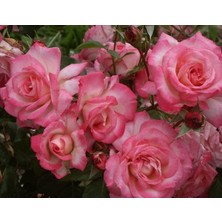 Taber Tüplü Aşılı Yediveren Kokulu Pembe Beyaz Harlekin Sarmaşık Gül Fidanı