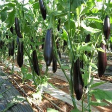 Taber Tüplü 5'li Paket Kemer Patlıcan Fidesi