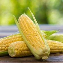 Taber Tatlı Süt Mısırı Tohumu