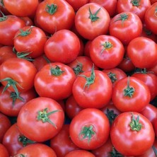 Taber Ancon Domates Tohumu (500 Tohum)