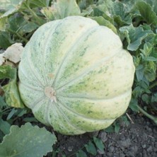 Taber Kokulu Mühürlü Kavun Tohumu (10 Gram)