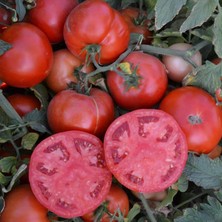 Taber 5 Adet Çok Lezzetli Oturak Domates Fidesi