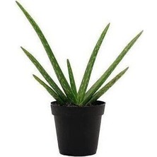 Taber 2 Yaş Aloevera Fidanı, Torbalı ve Tüketime Uygun
