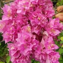 Taber Begonvil Gelin Duvağı Fidanı, Saksıda