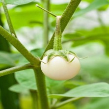 Taber Big White Patlıcan Tohumu (15 Tohum)