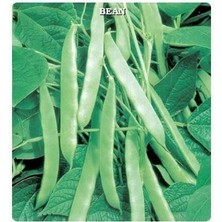 Taber Sırık Fasülye Tohumu (25 Gram)