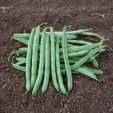 Taber Alman Ayşe Kılçıksız Fasülye Fasulye Tohumu (25 Gram)