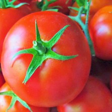 Taber 5 Adet Falcon Lezzetli Sofralık Domates Fidesi