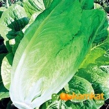 Taber Marul Tohumu Yedikule Kışlık 10 gr Paket