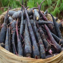 Taber Doğal Siyah Havuç Tohumu (20 Tohum)