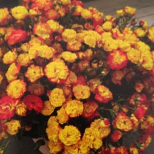 Taber Tüplü Aşılı Orkan Yediveren Sarı Turuncu Gül Fidanı