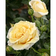 Taber Tüplü Aşılı Salvador Dali Sarı Yediveren Kokulu Gül Fidanı