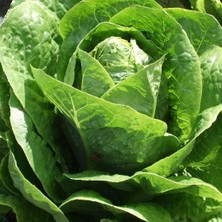 Taber Doğal Yedikule 5701 Marul Tohumu (1 Gram)