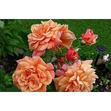 Taber Tüplü Yediveren Kokulu Kayısı Tonlarında Aloha Rose Sarmaşık Gül Fidanı