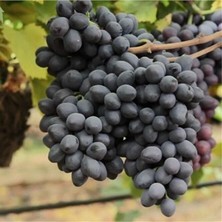 Taber Nadir Çeşit Tüplü Grenache Üzüm Fidanı