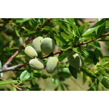 Ucuzluk Diyarı Badem Fidanı Açık Kök