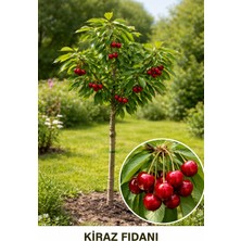 Ucuzluk Diyarı Regina Kiraz Fidanı ( Yarı Bodur ) Açık Kök