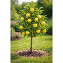 Ucuzluk Diyarı Elma Golden Fidanı Açık Kök