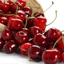 Ucuzluk Diyarı Yarı Bodur Vişne Fidanı Açık Kök