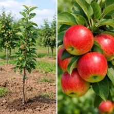 Ucuzluk Diyarı Içi Dışı Kırmızı Elma Fidanı Açık Kök 1yaş