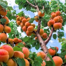 Ucuzluk Diyarı Kayısı Fidanı Açık Kök