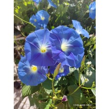 Wogard Mavi Ipomia Tohumu